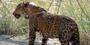 Protected Territory Established for Jaguars in Arizona and New Mexico