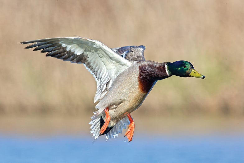 Duck Hunting photo