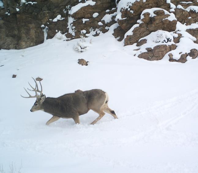 I really like this picture of a good buck making his way through the snow. The rut was on and he was following his does