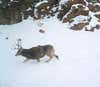 I really like this picture of a good buck making his way through the snow. The rut was on and he was following his does