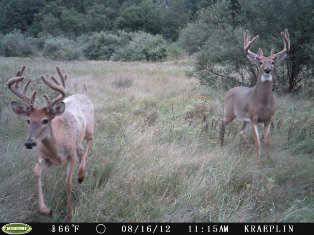 I was amazed to see both of these bucks on the same photo.