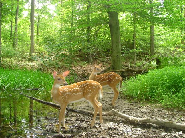 This camera set yielded some great photos, but none better than this pretty pair of fawns. Fawns are the most fascinating of the deer herd in the late spring and early summer...who knows which of these will be the next big thing?