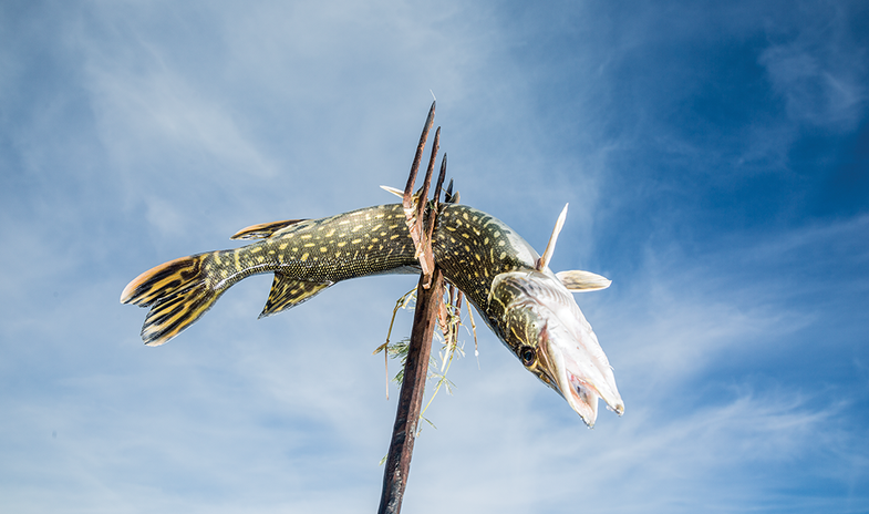 Spear and Trembling: The Ancient Art of Stabbing Pike Through the Ice