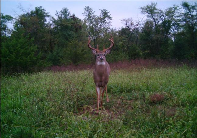 Last year we nicknamed this beautiful eleven pointer "Field &amp; Stream" since he looked like the kind of deer that could grace the front cover. He always seemed to be striking a pose for the camera too.