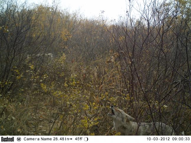 This photo was taken using a Bushnell HD Trail Camera. During this season around Southwestern Manitoba, there is plenty of wildlife roaming around the fields and bushes. I was lucky to capture this on camera.