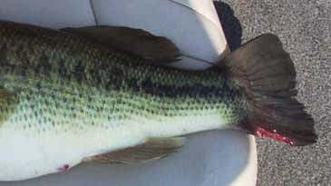 The Magic Of Bass Tail Regeneration (And How It Can Help Humans)