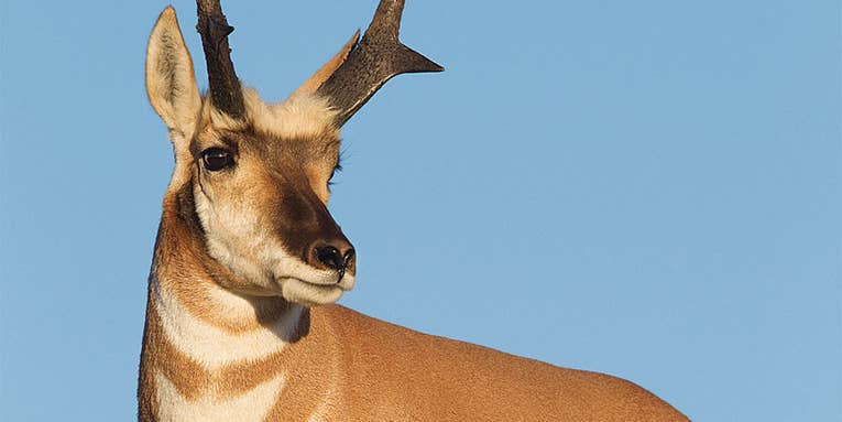 How to Judge the Size of a Pronghorn Rack in the Field