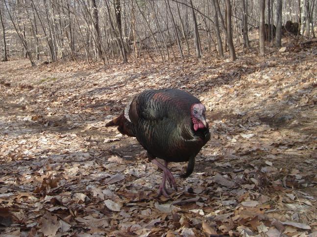 Another shots of the big boy that disappeared once the season started.