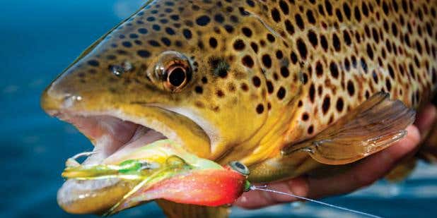 Video: How To Tie Articulated Streamers For Really Big Trout
