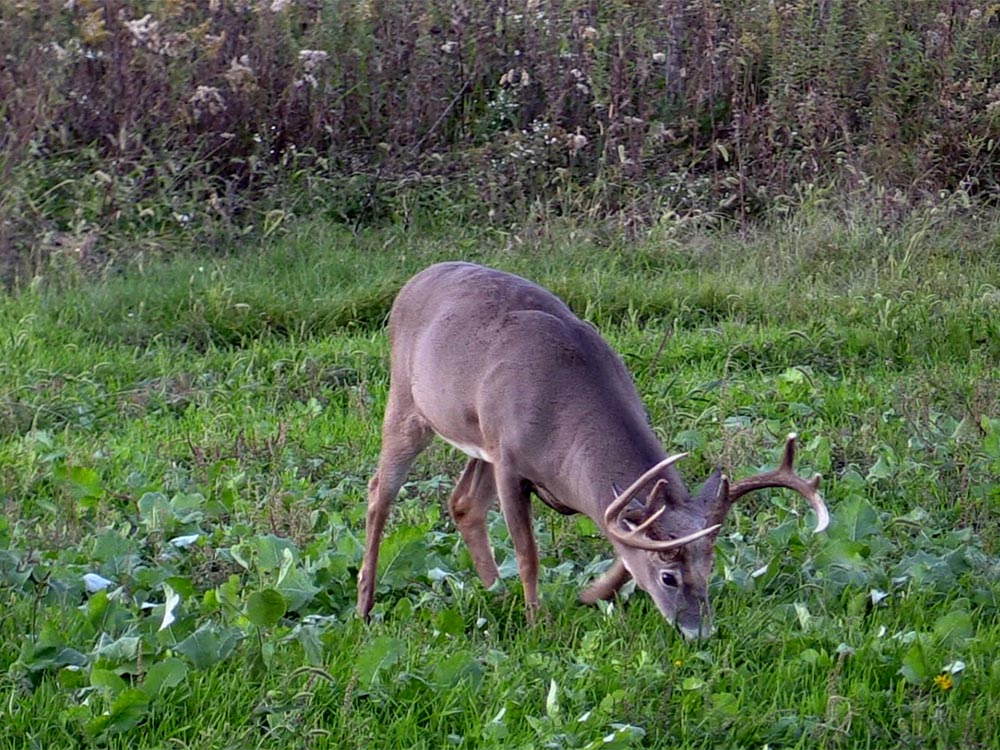 buck eating in a food plot