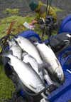 Alaska Salmon Fishing by ATV