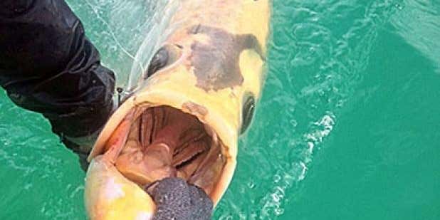 Rare Piebald Tarpon Caught And Released In The Gulf