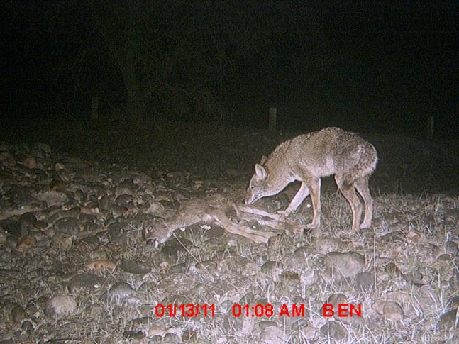 A coyote getting ready for his late night snack of a young road killed deer.