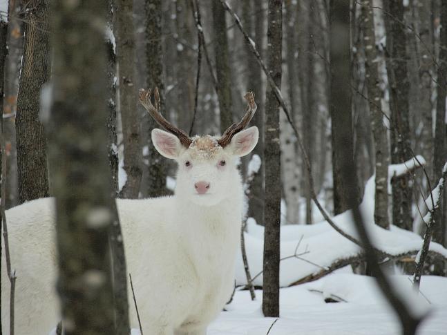 I took this photo of the dominant albino whitetail buck in the Father Hennipen State Park here in central Minnesota. He is just one of four other albinos that reside in the park. The number of albino deer that live in my area is truly incredible! I personally know of seven!