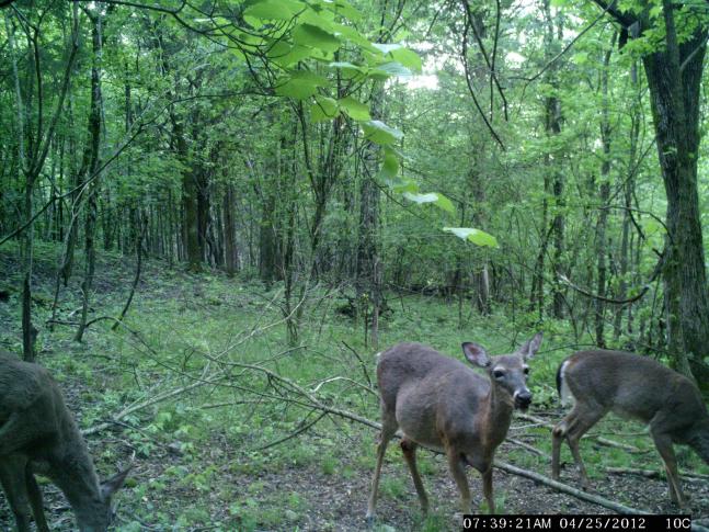 I've captured quiet a few pregnant does on my trail cams this spring. Looking forward to meeting th enew arrivals soon.