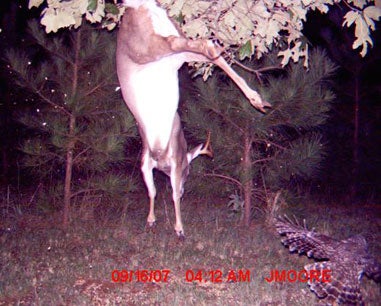 We've received hundreds of photos from readers since our trail cam contest began back in April. There were four categories: <a href="https://www.fieldandstream.com/?photo=0%2F">Best Deer photos</a>, <a href="/photos/gallery/hunting/2009/01/trail-cam-photo-contest-grand-prize-winners/?photo=11%2F">Best Non-Deer photos</a>, <a href="/photos/gallery/hunting/2009/01/trail-cam-photo-contest-grand-prize-winners/?photo=22%2F">Funniest photos</a>, and the <a href="/photos/gallery/hunting/2009/01/trail-cam-photo-contest-grand-prize-winners/?photo=33%2F">Best Attempt to Cheat Bushnell out of $1 Millio</a>n (in which we asked our readers to send us their best trail-cam Sasquatch impersonations). Each month we gave away a pair of Bushnell binoculars to <a href="http://www.fstrailcamcontest.com/Prizes/">the winners</a> in each of these categories. Now, at the end of the year, we're giving away our grand prizes: One Bushnell Trail Scout Pro (a $480 value!) for the best photo in each category. Check them out (along with runners-up in each category) by clicking through the slides at left! **<br />
Grand Prize Winner: Best Deer**<br />
We get plenty of photos with deer and owls. But when we got one of an owl sending a deer flying instead of the other way around, we had to make it the winner. Josh Moore of LaGrange, Georgia caught this on his trail cam.