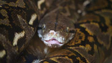 Giant Reticulated Python Kills and Eats Man in Indonesia