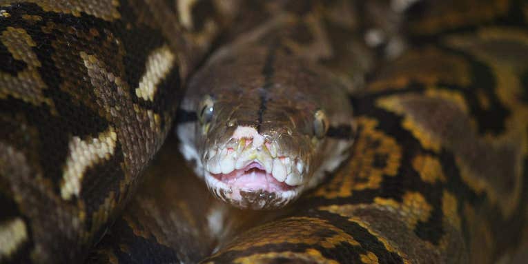 Giant Reticulated Python Kills and Eats Man in Indonesia