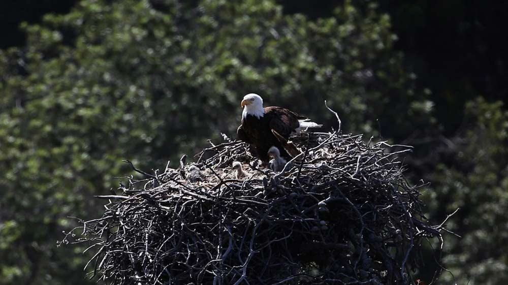 an american bald eagle in a nest
