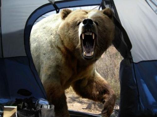 <strong>Bear Attack</strong><br />
A wildlife photographer captured this shot--his last--before he was fatally mauled by a brown bear on the Kamchatka Peninsula in eastern Russia. True or false?