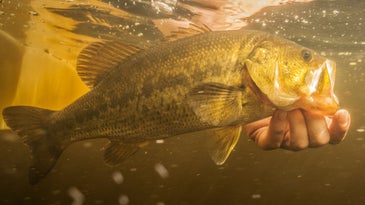 The 8 Essential Rules of Flyfishing for Bass
