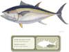 This Pacific Bigeye Tuna was caught in Cabo Blanco, Peru.