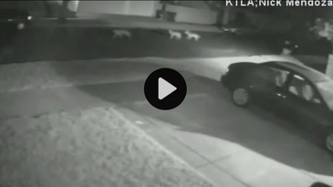Video: Pack of Coyotes Chases Man and Dog Through Neighborhood