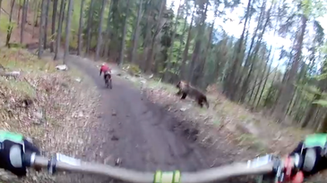 GoPro Footage: Huge Bear Chases Mountain Biker Down Trail