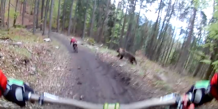 GoPro Footage: Huge Bear Chases Mountain Biker Down Trail
