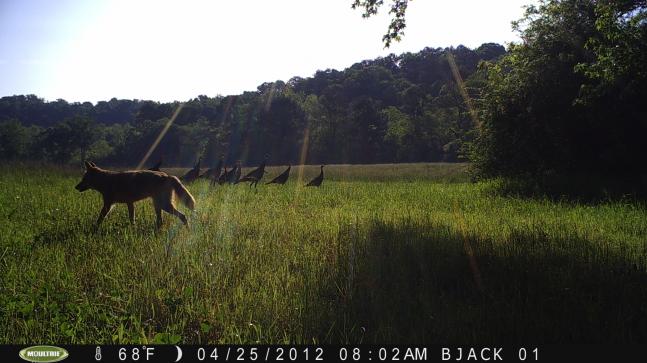 This group of Thug Jakes were seen harassing gobblers the whole turkey season. My camera captured this photo right as turkey season was winding down in AL. It was only fitting that this coyote (we had been seeing and get pictures of lots of them too) appears to be avoiding the group of Jakes that he has just encountered in the field.