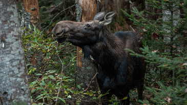 New Hampshire Considers Ending Moose Hunts