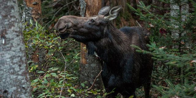 New Hampshire Considers Ending Moose Hunts