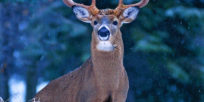 Whitetail Deer: Tactics for a Late-Season Monster