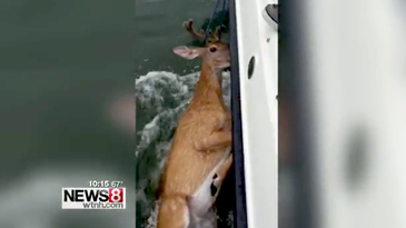 Fishermen Save Deer Found Seven Miles Offshore