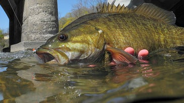 Small-Stream Smallies: How to Catch Monster Bass