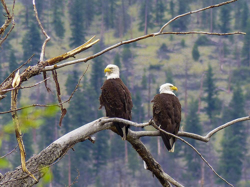 two american balds eagles on a branch