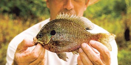 Extreme Panfishing: Are You Serious About Bluegills?