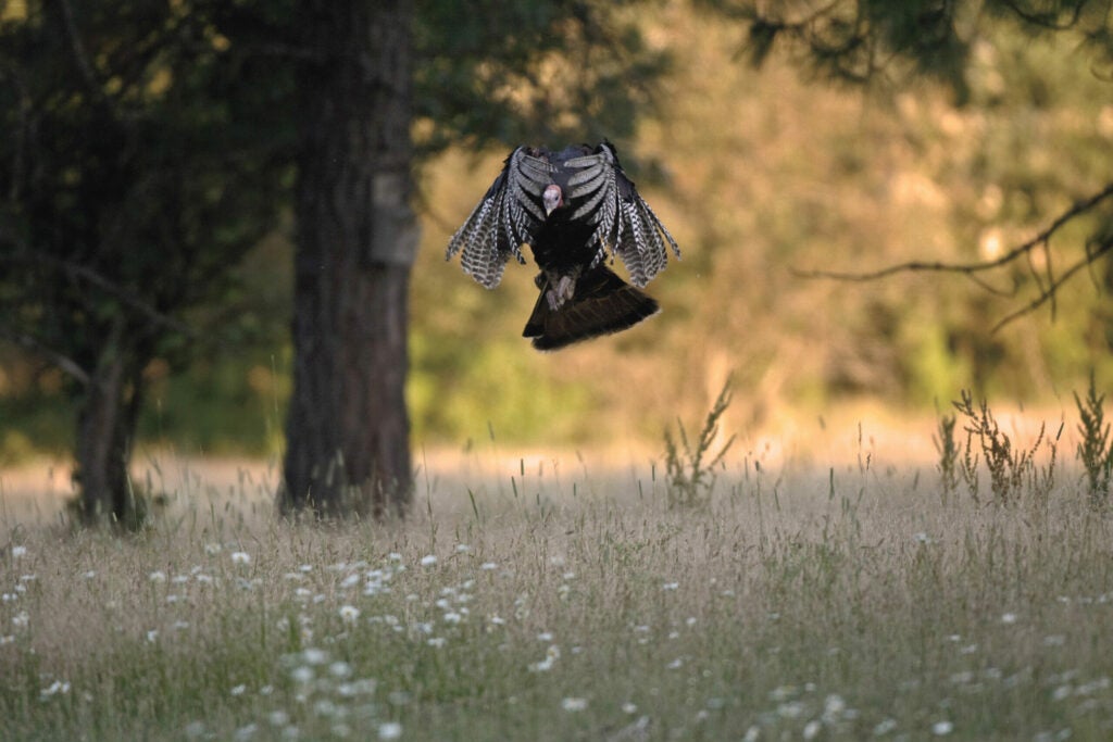 One morning last May, this Merriam's turkey flew from its roost at 6:30 A.M., well past sunrise. "I've never seen a gobbler come down so late, unless a coyote's on the ground  or the weather's bad," says photographer Tim Christie. "This one just slept in." The tom joined eight others already feeding in a cattle pasture--the breeding season had ended, and the males had reunited.<br />
<strong>Location</strong>: Coeur d'Alene, Idaho<br />
<strong>Issue</strong>: April 2009