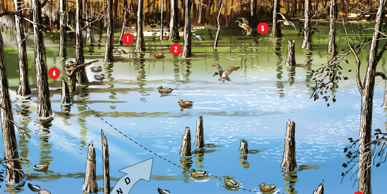 Waterfowl: How to Hunt Mallards in Flooded Timber