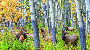 Elk Hunting: Archery Tactics for Post-Rut Bulls