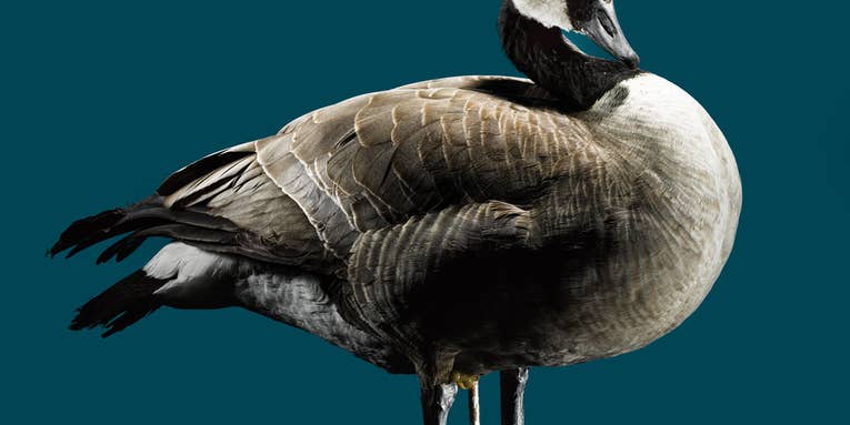 The Real Stuff: Make a Taxidermied Goose Decoy