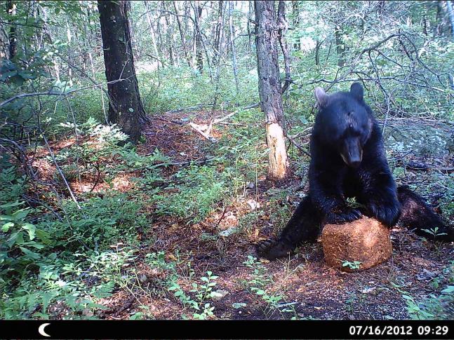 Just checking my trail camera to get an inventory of what animals are on my property and find this bear sitting like a person at the dinner table eating his lunch.