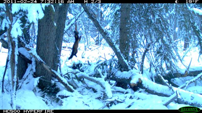 We were trying to get pictures of bobcats but most of our pictures were of this pine marten.