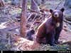 Here's a picture of a sow and cubs I had coming into a bait in Idaho. Every time I went in to refill the bait station she and the cubs would scurry up a tree and chomp at me. Hornery ole gal! Really glad I utilized trail cams this time around.