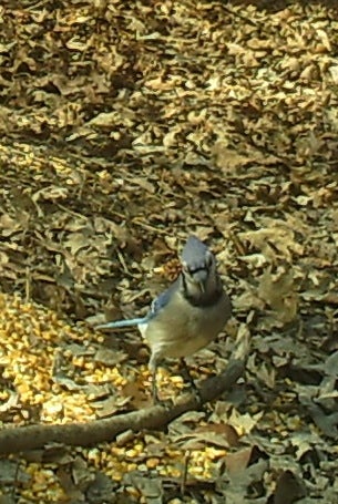 I really think this Blue Jay knew his picture was being taken!
