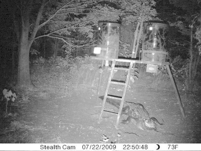 These alligator at feeder photos are from a email from a hunter in Bryan Texas and are titled Jackson County Deer Cam Pictures, Wanna go hunting in Texas? How would you like to go out in the morning in the dark and run into this! I havent seen these here so I thought I'd share. the third pic clearly show a 6-8 foot gator under the feeder