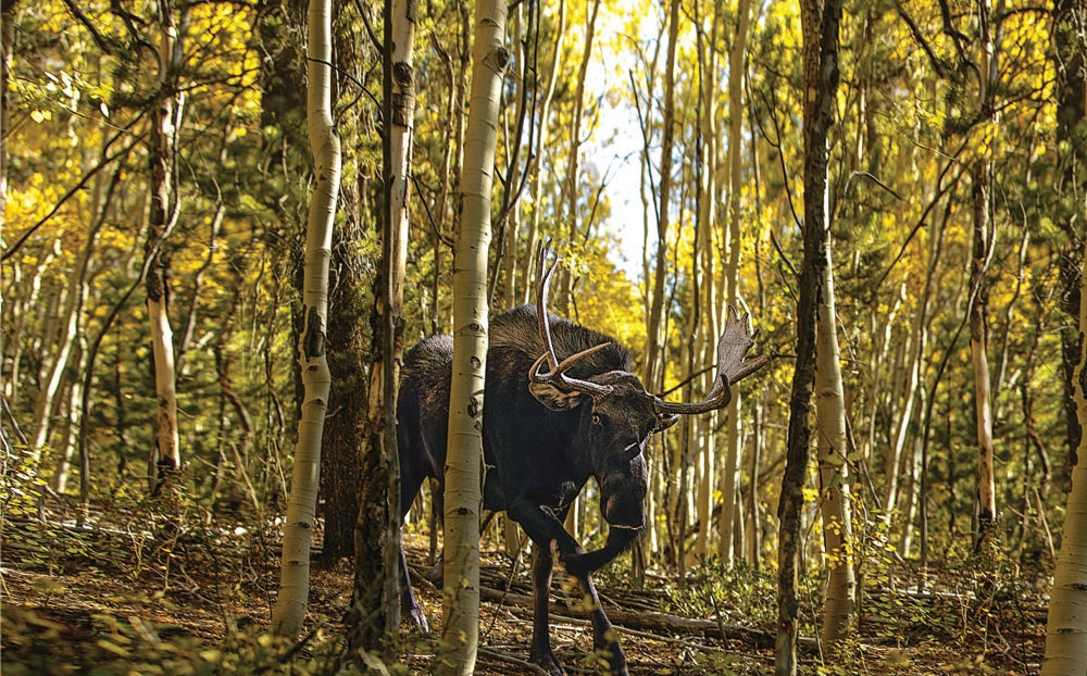 Photographer Rick Adair snapped this moose from 20 yards away, where he was shielded by a tight clump of aspens, just seconds before the big bull charged. "I knew he wouldn't be able to fit his rack between the tree trunks," says Adair, who estimates that the moose weighed 1,400 pounds. "But he turned on me, huffing, and closed the gap to within 5 yards before he veered off. It was a bluff charge, or he realized he couldn't get to me." Adair was en route to Arapaho National Forest during Colorado's September muzzleloader and bow season when he saw this bull up on a ridge and followed him into the aspen grove. He eventually realized the animal was headed toward a cow and calf. "I wasn't too close, but the cow moved one way, the bull moved another, and somehow I found myself between them. That is not a good place to be.<br />
"The next photo I took is not quite in focus," adds Adair. "It was tough to keep from shaking when I pressed the shutter." --Kristyn Brady<br />
<strong>Location:</strong> Grand Lake, Colorado<br />
<strong>Issue:</strong> November, 2012<br />
<em>Photo by Rick Adair</em>