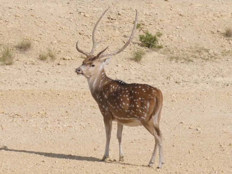 axis deer standing in the desert