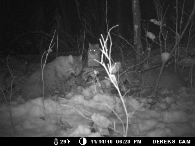We saw a deer carcass covered with leaves and decided to place a couple of cameras. We caught many photos and video clips. At one point there were 4 Bobcats in one shot, including a big Tom. This one has three Bobcats enjoying.