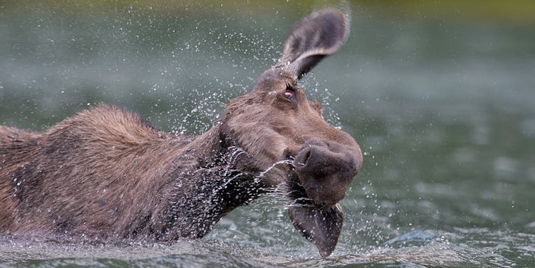 Wet and Wild Montana Moose